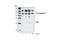 Caspase 5 antibody, 4429S, Cell Signaling Technology, Western Blot image 