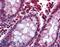 G Protein-Coupled Bile Acid Receptor 1 antibody, LS-B1798, Lifespan Biosciences, Immunohistochemistry paraffin image 