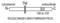 Fas Ligand antibody, XA-1001Bt, ProSci, Western Blot image 