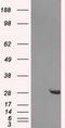 Haloacid Dehalogenase Like Hydrolase Domain Containing 2 antibody, GTX84376, GeneTex, Western Blot image 