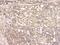 Bone Morphogenetic Protein 15 antibody, A01842, Boster Biological Technology, Immunohistochemistry frozen image 