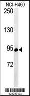 ATP Binding Cassette Subfamily F Member 1 antibody, MBS9213384, MyBioSource, Western Blot image 