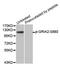 Glutamate Ionotropic Receptor AMPA Type Subunit 2 antibody, MBS128269, MyBioSource, Western Blot image 