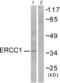 ERCC Excision Repair 1, Endonuclease Non-Catalytic Subunit antibody, abx013070, Abbexa, Western Blot image 