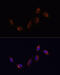 Neurotrophic Receptor Tyrosine Kinase 1 antibody, 18-498, ProSci, Immunofluorescence image 