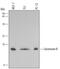 Protein Phosphatase 3 Regulatory Subunit B, Alpha antibody, MAB1348, R&D Systems, Western Blot image 
