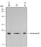 Calcineurin subunit B type 1 antibody, MAB1348, R&D Systems, Western Blot image 