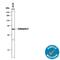 Dipeptidyl transferase antibody, AF1071, R&D Systems, Western Blot image 