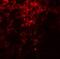 Prolyl 4-Hydroxylase Subunit Beta antibody, NBP2-41319, Novus Biologicals, Immunocytochemistry image 