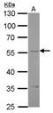 Endothelin Receptor Type B antibody, GTX108204, GeneTex, Western Blot image 