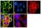 Tubulin Alpha 1a antibody, PA5-22060, Invitrogen Antibodies, Immunofluorescence image 