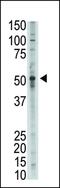 Growth Differentiation Factor 2 antibody, MBS9208359, MyBioSource, Western Blot image 