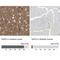 NSF Attachment Protein Gamma antibody, NBP1-86491, Novus Biologicals, Immunohistochemistry paraffin image 