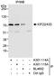 Kinesin Family Member 22 antibody, A301-114A, Bethyl Labs, Immunoprecipitation image 