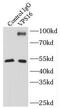 VPS16 Core Subunit Of CORVET And HOPS Complexes antibody, FNab09428, FineTest, Immunoprecipitation image 