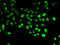 GA Binding Protein Transcription Factor Subunit Beta 1 antibody, 22-547, ProSci, Immunofluorescence image 