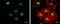 RAD50 Double Strand Break Repair Protein antibody, 56213, QED Bioscience, Immunofluorescence image 