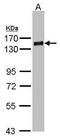 GLEA2 antibody, GTX103297, GeneTex, Western Blot image 
