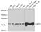 Glutamic-Oxaloacetic Transaminase 1 antibody, 19-881, ProSci, Western Blot image 