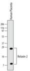 Relaxin 2 antibody, MA5-24088, Invitrogen Antibodies, Western Blot image 