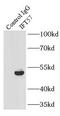 Intraflagellar Transport 57 antibody, FNab04160, FineTest, Immunoprecipitation image 