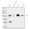 CD34 antibody, A00885-1, Boster Biological Technology, Western Blot image 
