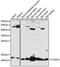 Cytochrome C Oxidase Subunit 5A antibody, 22-221, ProSci, Immunofluorescence image 