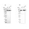 Isoleucyl-TRNA Synthetase 2, Mitochondrial antibody, PA5-55015, Invitrogen Antibodies, Western Blot image 