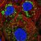 GTPase Era, mitochondrial antibody, NBP1-89704, Novus Biologicals, Immunocytochemistry image 