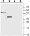 Chloride Intracellular Channel 5 antibody, PA5-77376, Invitrogen Antibodies, Western Blot image 