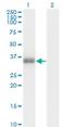 Proopiomelanocortin antibody, H00005443-M01, Novus Biologicals, Western Blot image 