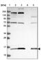 Cytochrome C Oxidase Assembly Factor COX20 antibody, NBP1-91886, Novus Biologicals, Western Blot image 