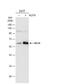 Kruppel Like Factor 4 antibody, NBP2-17070, Novus Biologicals, Western Blot image 