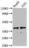 Alpha-1-Microglobulin/Bikunin Precursor antibody, LS-B12272, Lifespan Biosciences, Western Blot image 