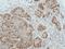 RAD51 Recombinase antibody, NBP2-20058, Novus Biologicals, Immunohistochemistry frozen image 
