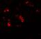 KN motif and ankyrin repeat domain-containing protein 2 antibody, A07999-1, Boster Biological Technology, Immunofluorescence image 