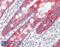 Thrombospondin 1 antibody, 43-469, ProSci, Immunofluorescence image 