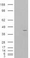 MYB Proto-Oncogene, Transcription Factor antibody, 45-922, ProSci, Western Blot image 