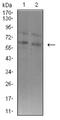 ASH2 Like, Histone Lysine Methyltransferase Complex Subunit antibody, NBP2-61685, Novus Biologicals, Western Blot image 