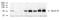Solute Carrier Family 2 Member 11 antibody, NB100-490, Novus Biologicals, Western Blot image 
