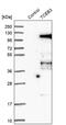 Elongin A antibody, PA5-52224, Invitrogen Antibodies, Western Blot image 