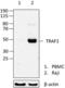 TNF Receptor Associated Factor 1 antibody, 689802, BioLegend, Western Blot image 