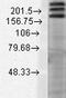 SH3 And Multiple Ankyrin Repeat Domains 1 antibody, GTX42008, GeneTex, Western Blot image 