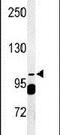 SEC24 Homolog A, COPII Coat Complex Component antibody, PA5-24637, Invitrogen Antibodies, Western Blot image 