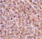 Caspase-12 antibody, 2327, QED Bioscience, Immunohistochemistry paraffin image 