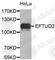 Elongation Factor Tu GTP Binding Domain Containing 2 antibody, A4291, ABclonal Technology, Western Blot image 