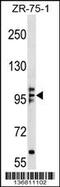 Kinesin Family Member 20A antibody, 58-892, ProSci, Western Blot image 