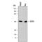 Glutaredoxin 3 antibody, MAB7560, R&D Systems, Western Blot image 