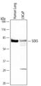 SRY-Box 5 antibody, AF5286, R&D Systems, Western Blot image 