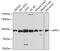 Adaptor Protein, Phosphotyrosine Interacting With PH Domain And Leucine Zipper 1 antibody, GTX64585, GeneTex, Western Blot image 